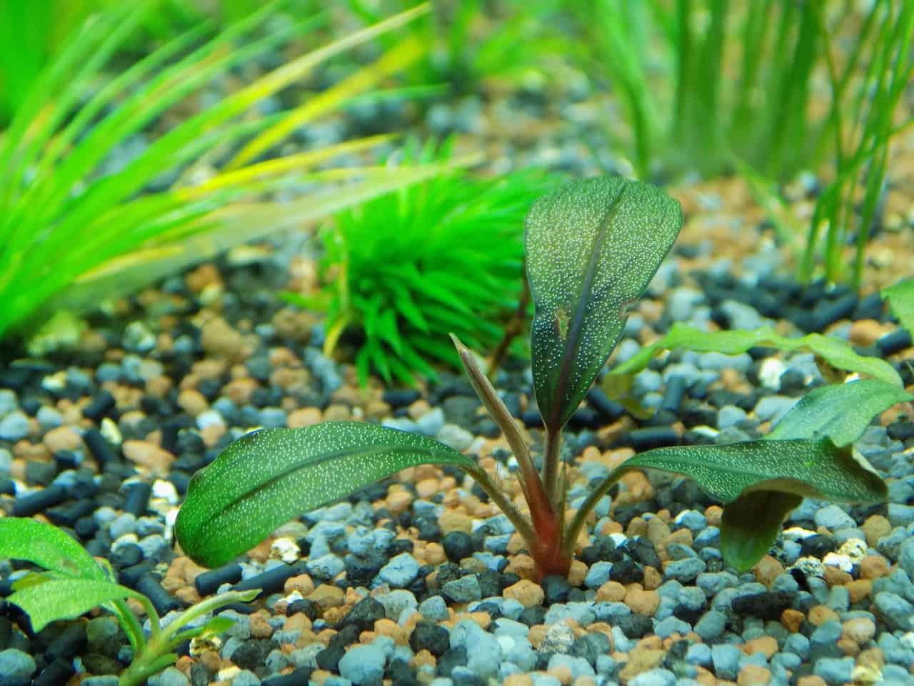 aquarium Planten